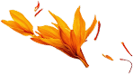 szafran_03 szafran